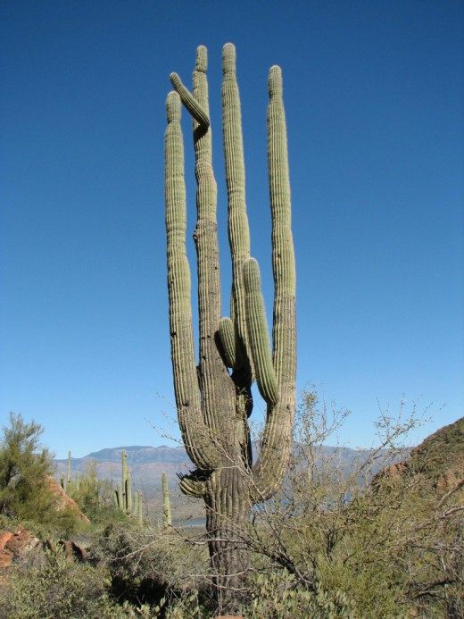 Сагуаро или Карнегия гигантская (Saguaro)