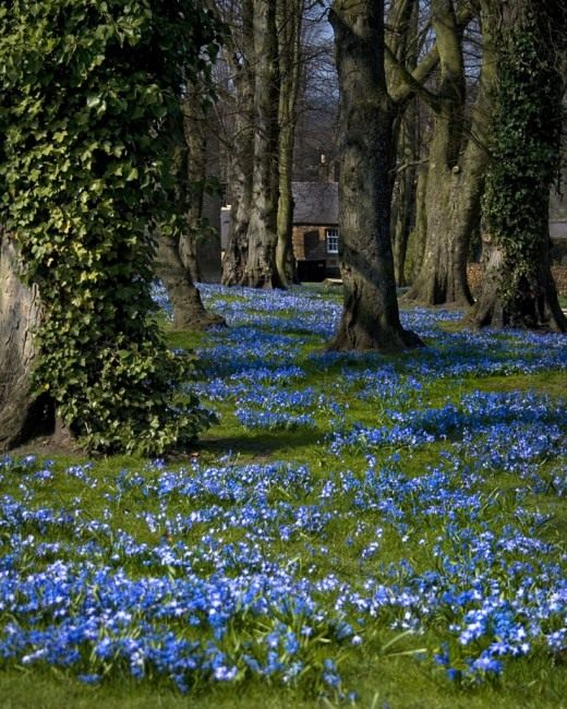 Пролеска (Scilla)