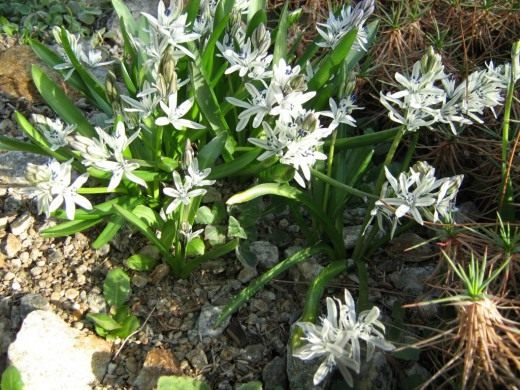 Пролеска (Scilla)