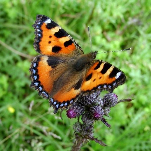 Крапивница, или Крапивница обыкновенная (Small Tortoiseshell)