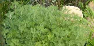 Полынь лечебная, или Полынь высокая, или Полынь лимонная (лат. Artemisia abrotanum)