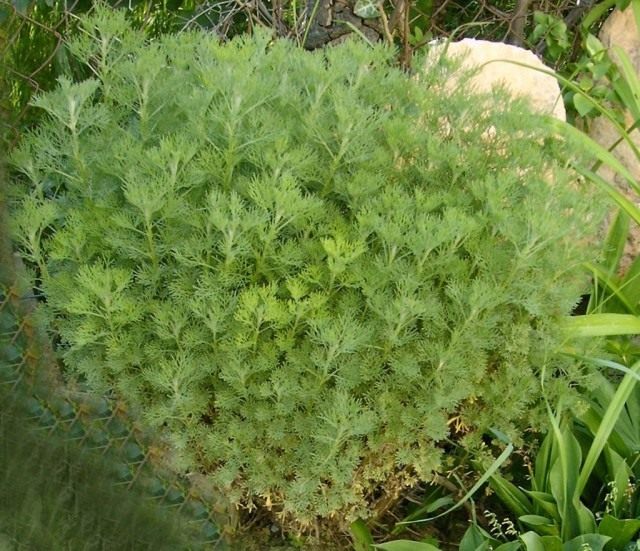 Полынь лечебная, или Полынь высокая, или Полынь лимонная (лат. Artemisia abrotanum) Полынь лечебная, или Полынь высокая, или Полынь лимонная (лат. Artemisia abrotanum)