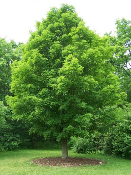 Клён сахарный (Sugar Maple)