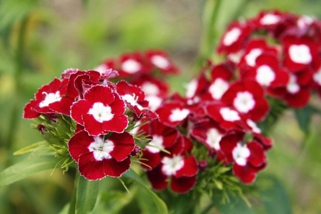 Турецкая гвоздика (Dianthus barbatus) Турецкая гвоздика (Dianthus barbatus)