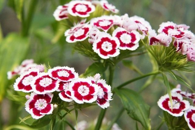Турецкая гвоздика (Dianthus barbatus) Турецкая гвоздика (Dianthus barbatus)