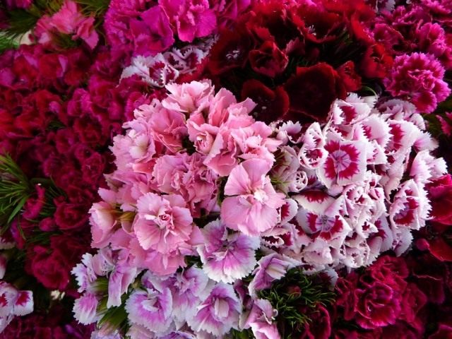 Турецкая гвоздика (Dianthus barbatus) Турецкая гвоздика (Dianthus barbatus)