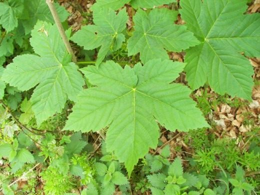 Клён белый, или ложноплатановый, или псевдоплатановый, или Явор (Sycamore Maple)