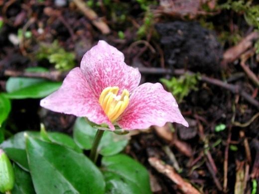 Триллиум (Trillium)
