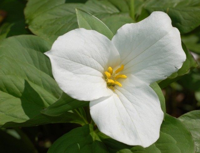 Триллиум (Trillium) Триллиум (Trillium)