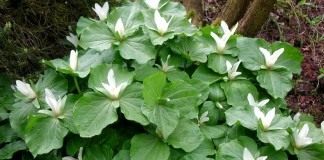 Триллиум (Trillium)