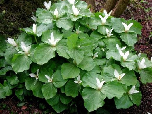 Триллиум (Trillium)