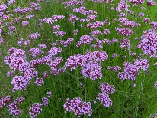 Вербена (Verbena)