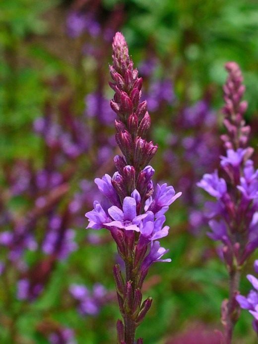 Вербена копьевидная (Verbena hastata)