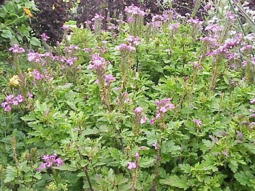 Вербена канадская (Verbena canadensis)
