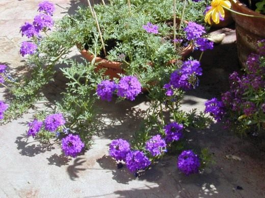 Вербена (Verbena)