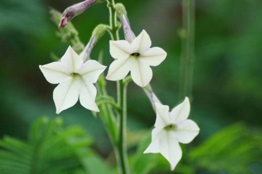 Табак душистый, или Табак крылатый, или табак декоративный (Nicotiana alata) Табак душистый, или Табак крылатый, или табак декоративный (Nicotiana alata)