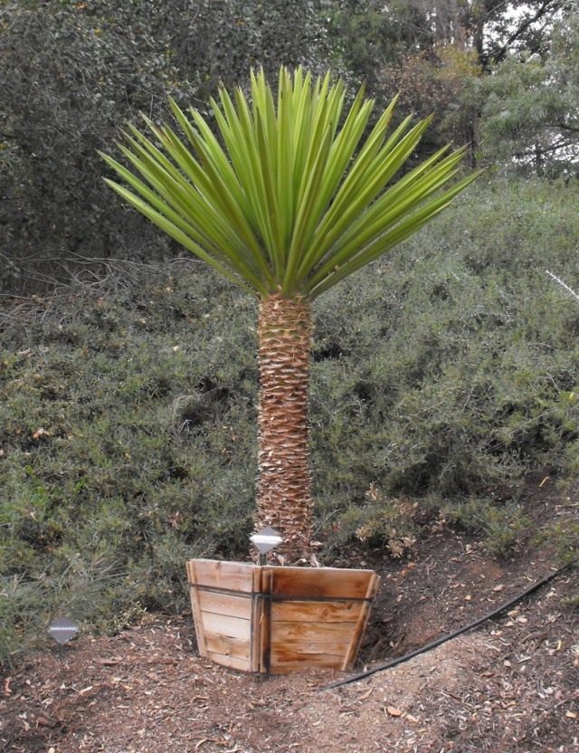 Юкка (Yucca) Юкка (Yucca)