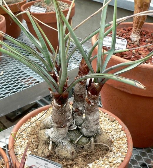 Юкка (Yucca)