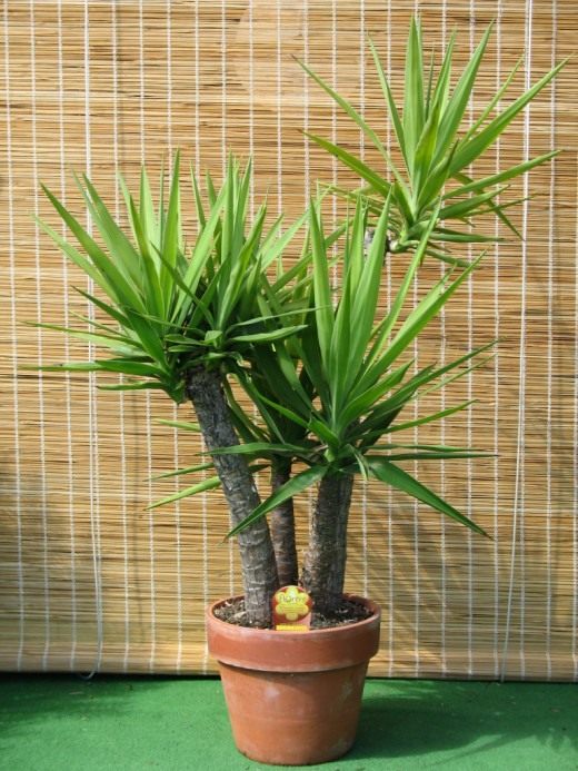 Юкка (Yucca)