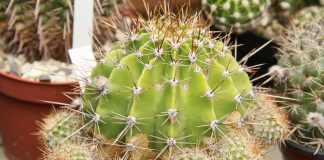 Кактус (Cactaceae)