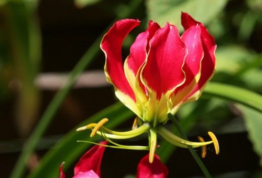 Глориоза роскошная (лат. Gloriosa superba) Глориоза роскошная (лат. Gloriosa superba)