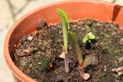 Всходы Глориозы роскошной Всходы Глориозы роскошной