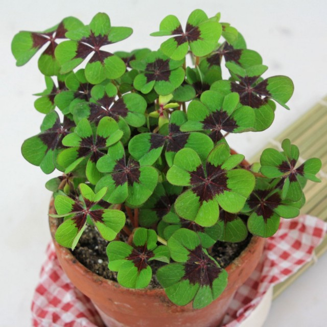 Кислица четырёхлистная (Oxalis tetraphylla) Кислица четырёхлистная (Oxalis tetraphylla)