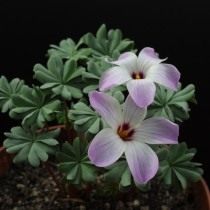 Кислица железистолистная (Oxalis Adenophylla) Кислица железистолистная (Oxalis Adenophylla)