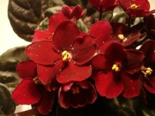 Сенполия (African violet) Сенполия (African violet)