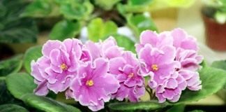 Сенполия (African violet)
