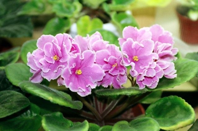 Сенполия (African violet) Сенполия (African violet)