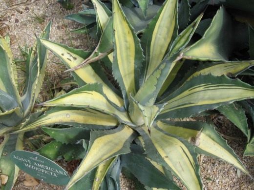 Агава американская 'Маргината' (Agave americana 'Mediopicta')