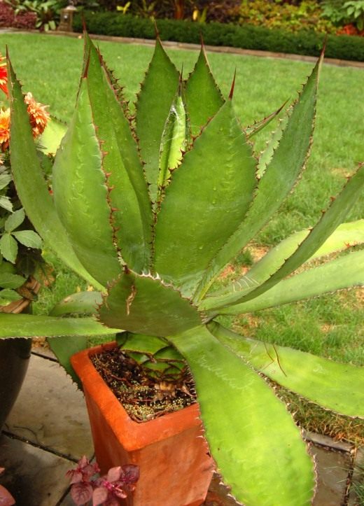 Агава бовикорнута (Agave bovicornuta)