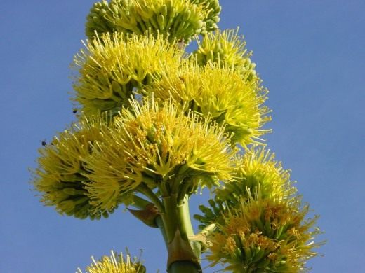 Цветок Агавы (Agave flower)