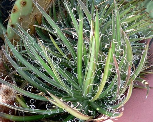 Агава Леопольда (Agave leopoldii)