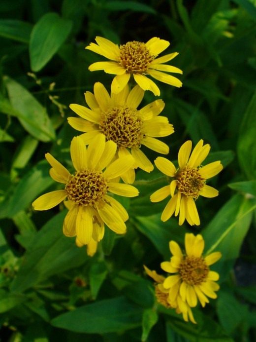 Арника Шамиссо (Arnica chamissonis)