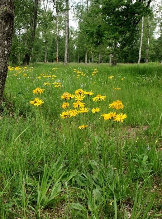 Арника горная (Arnica montana)
