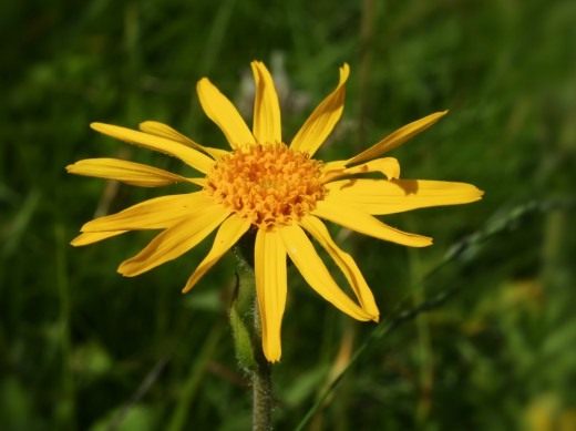 Арника горная (Arnica montana)