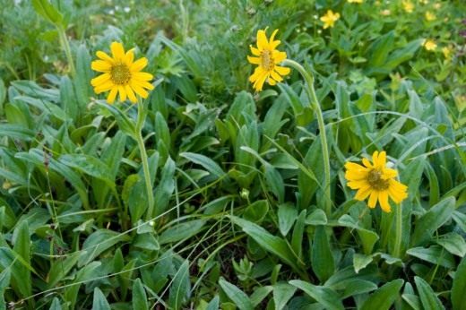Арника уналашкинская (Arnica unalaschcensis)