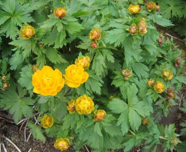 Купальница азиатская, или огонёк азиатский (Trollius asiaticus) Купальница азиатская, или огонёк азиатский (Trollius asiaticus)