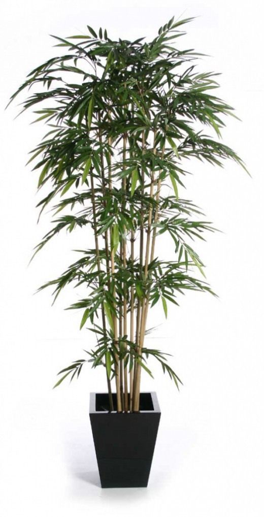 Бамбук (Bamboo)