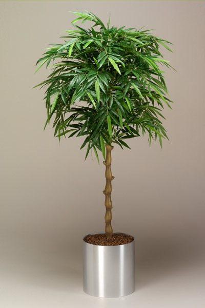 Бамбук (Bamboo)