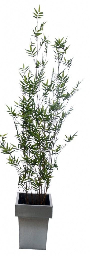 Бамбук (Bamboo)