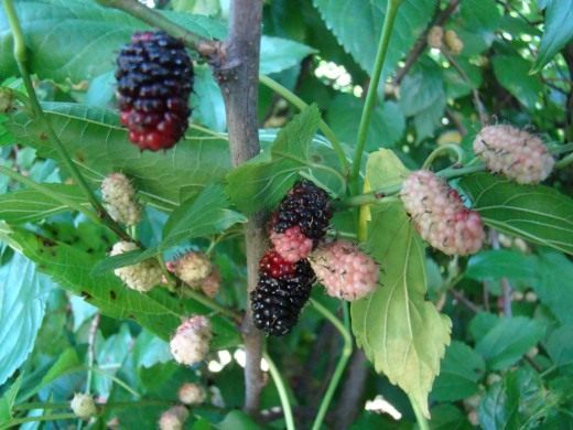 Шелковица чёрная (Black mulberry)