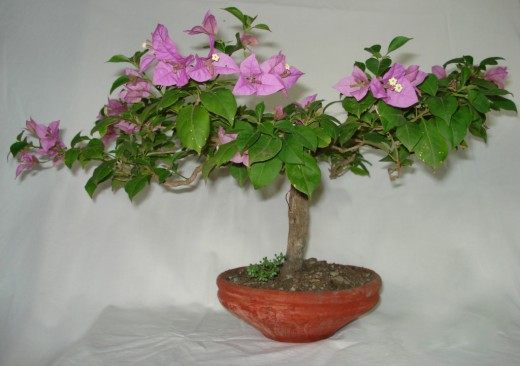 Бонсай Бугенвиллея (Bonsai Bougainvillea)