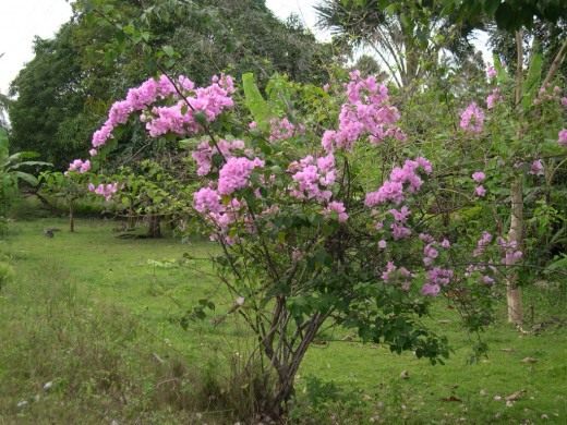 Бугенвиллея (Bougainvillea)