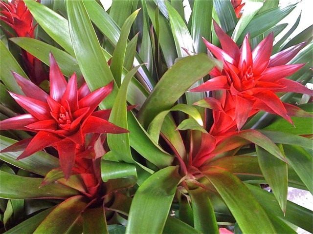 Бромелия (Bromelia) Бромелия (Bromelia)