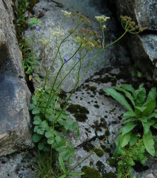 Бедренец камнеломковый (Burnet Saxifrage)