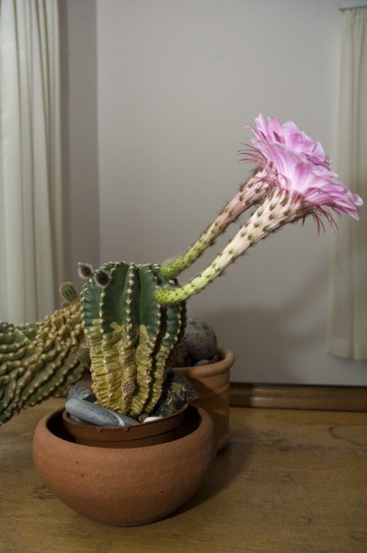 Кактус (Cactus)