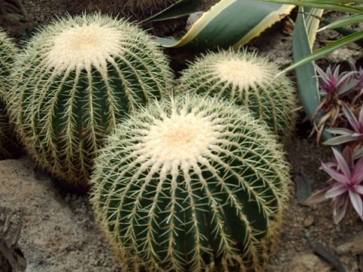 Кактус (Cactus)